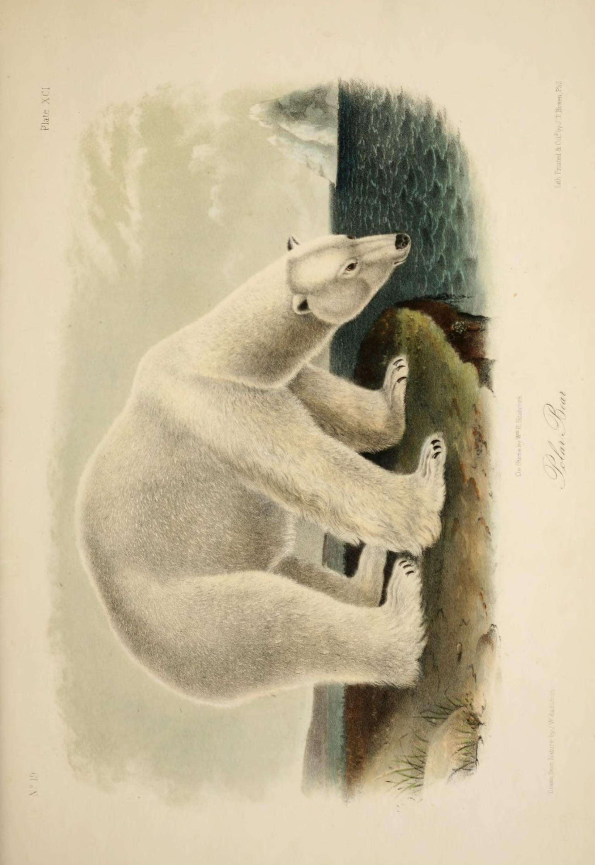 Image of polar bear