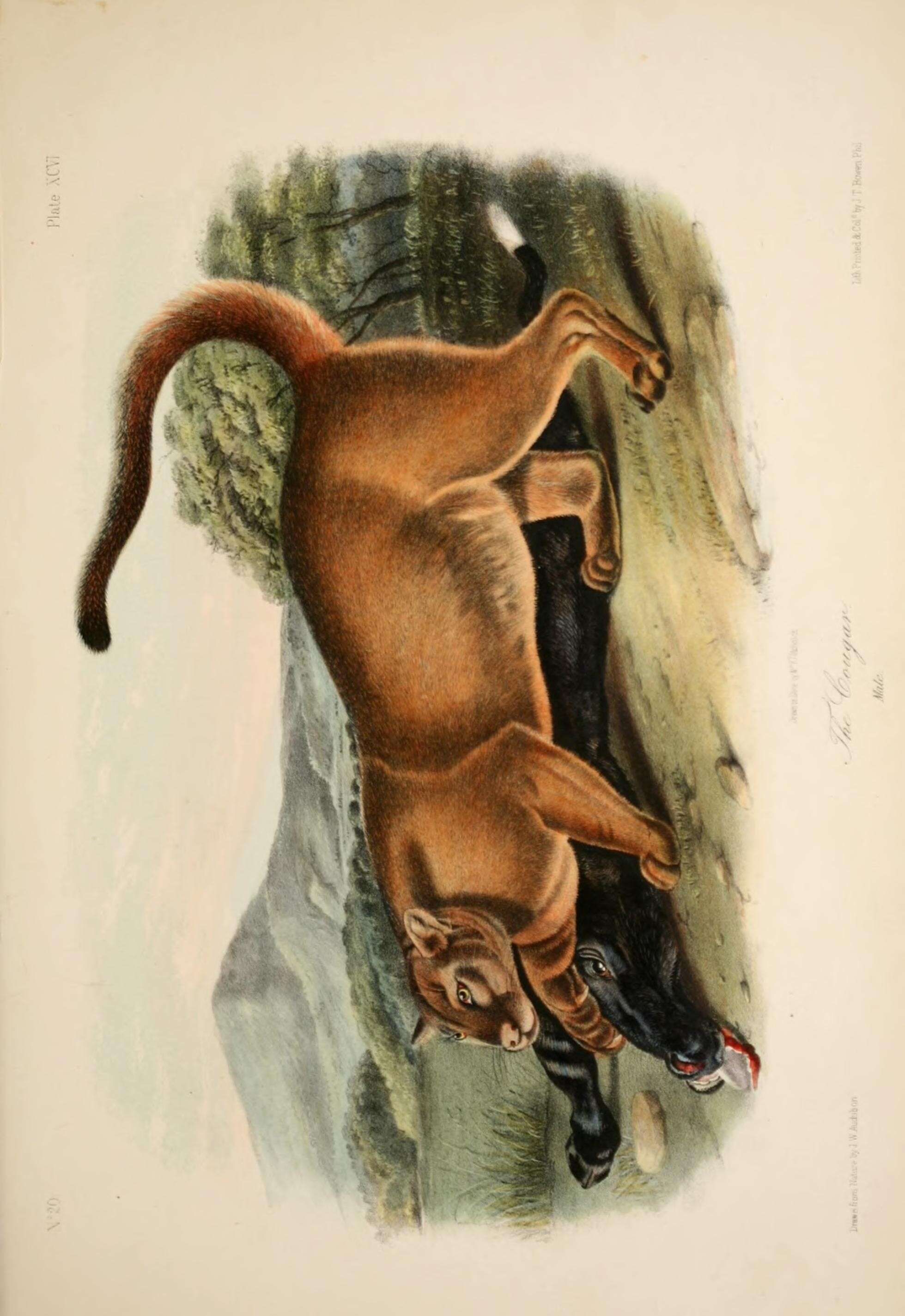 Image of Florida panther