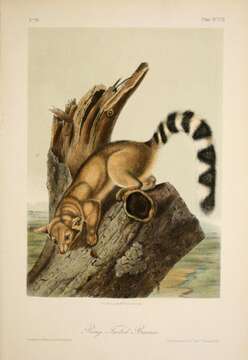 Image of Ringtail