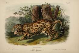 Image of Jaguar