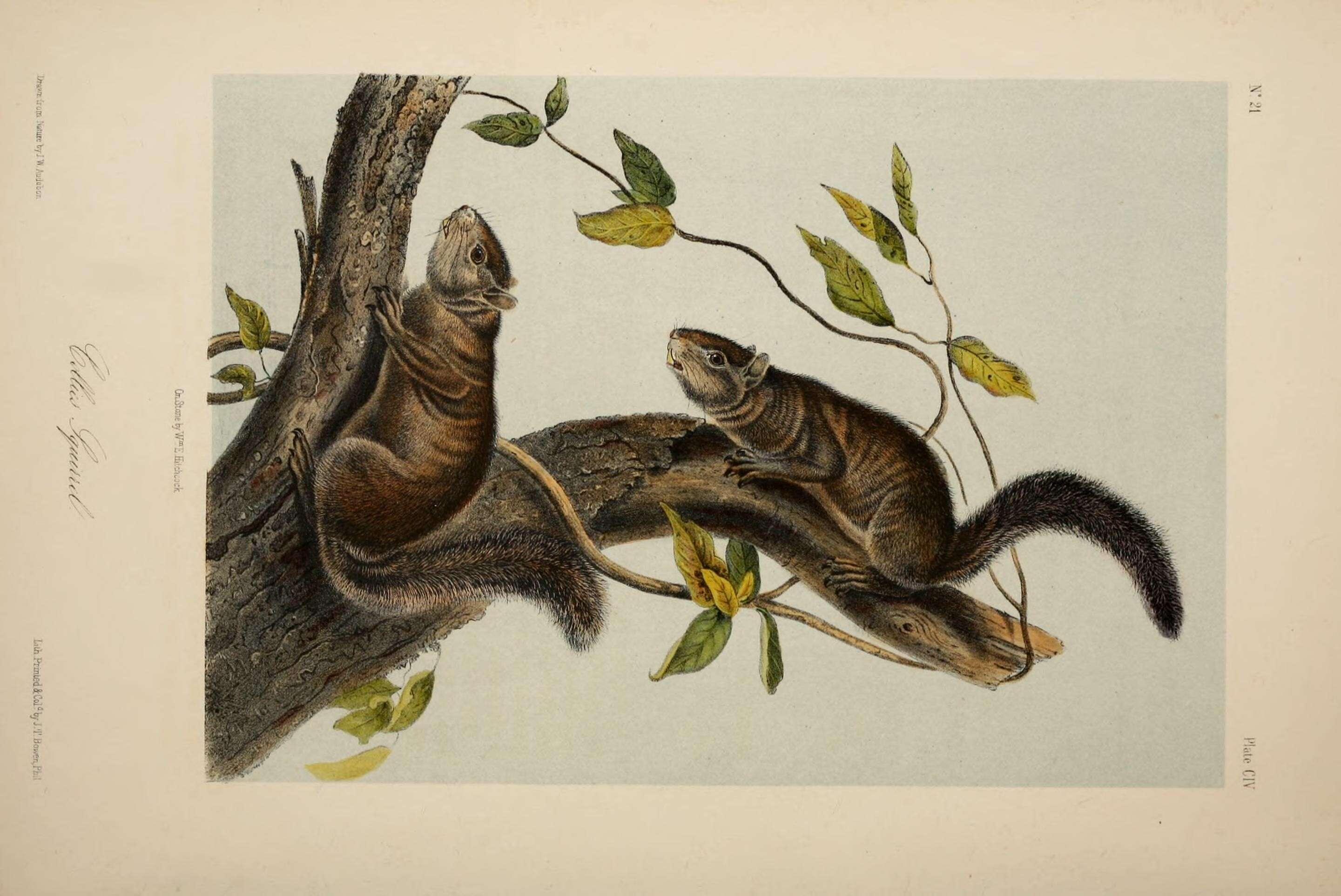 Image de Sciurus colliaei Richardson 1839