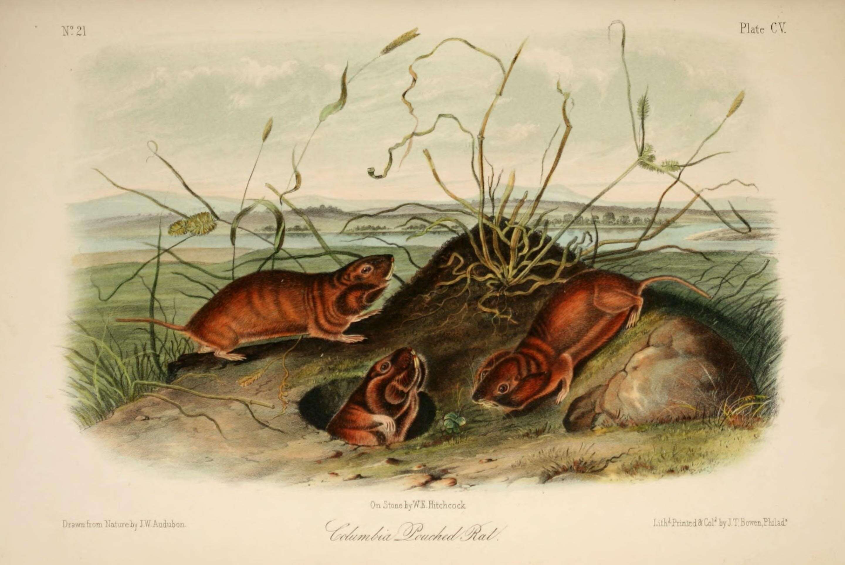 Image de Thomomys talpoides douglasii (Richardson 1829)