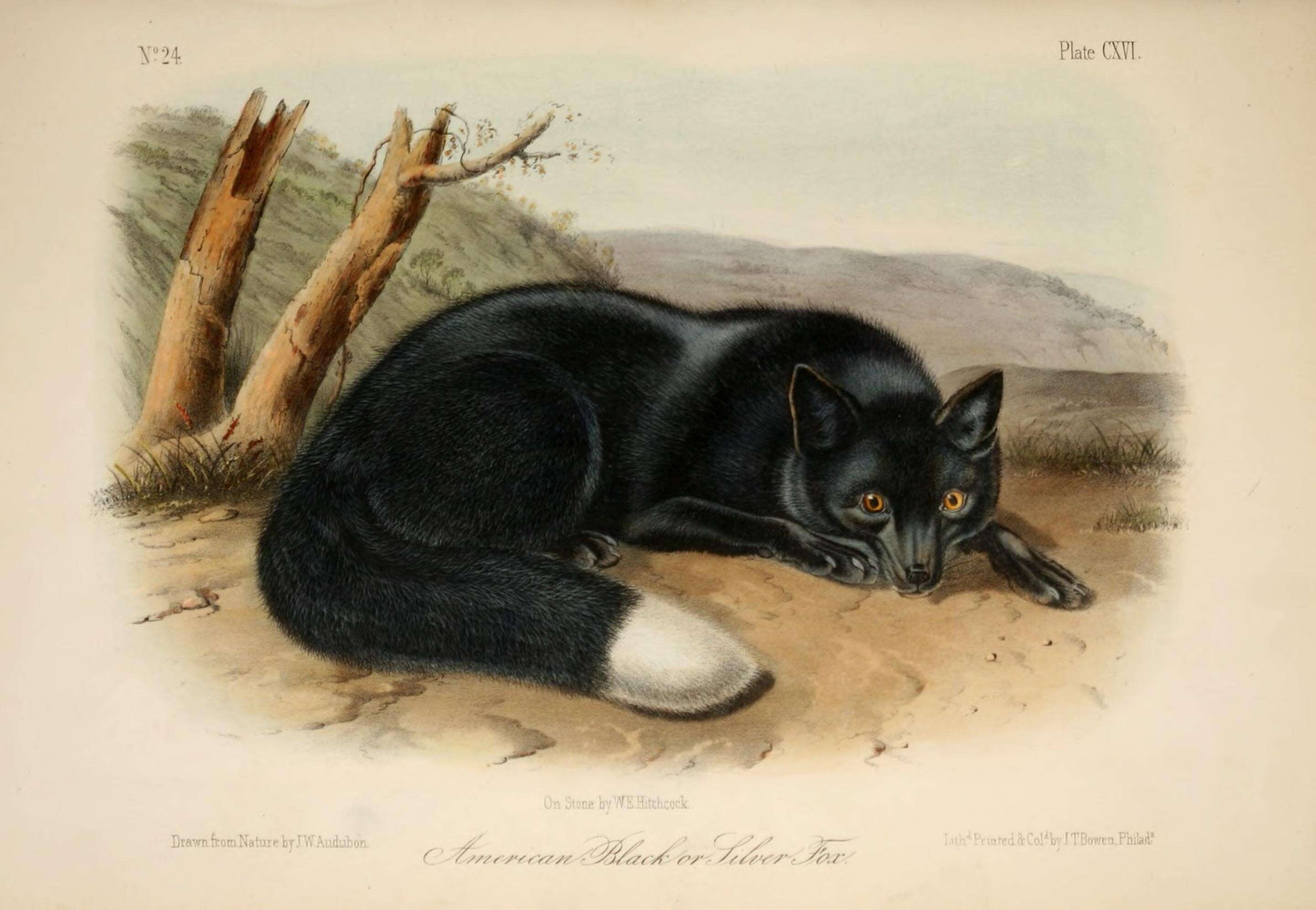 Image of Black Fox