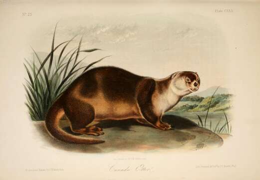 Image of Otter sp.