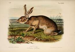 Imagem de Lepus californicus Gray 1837