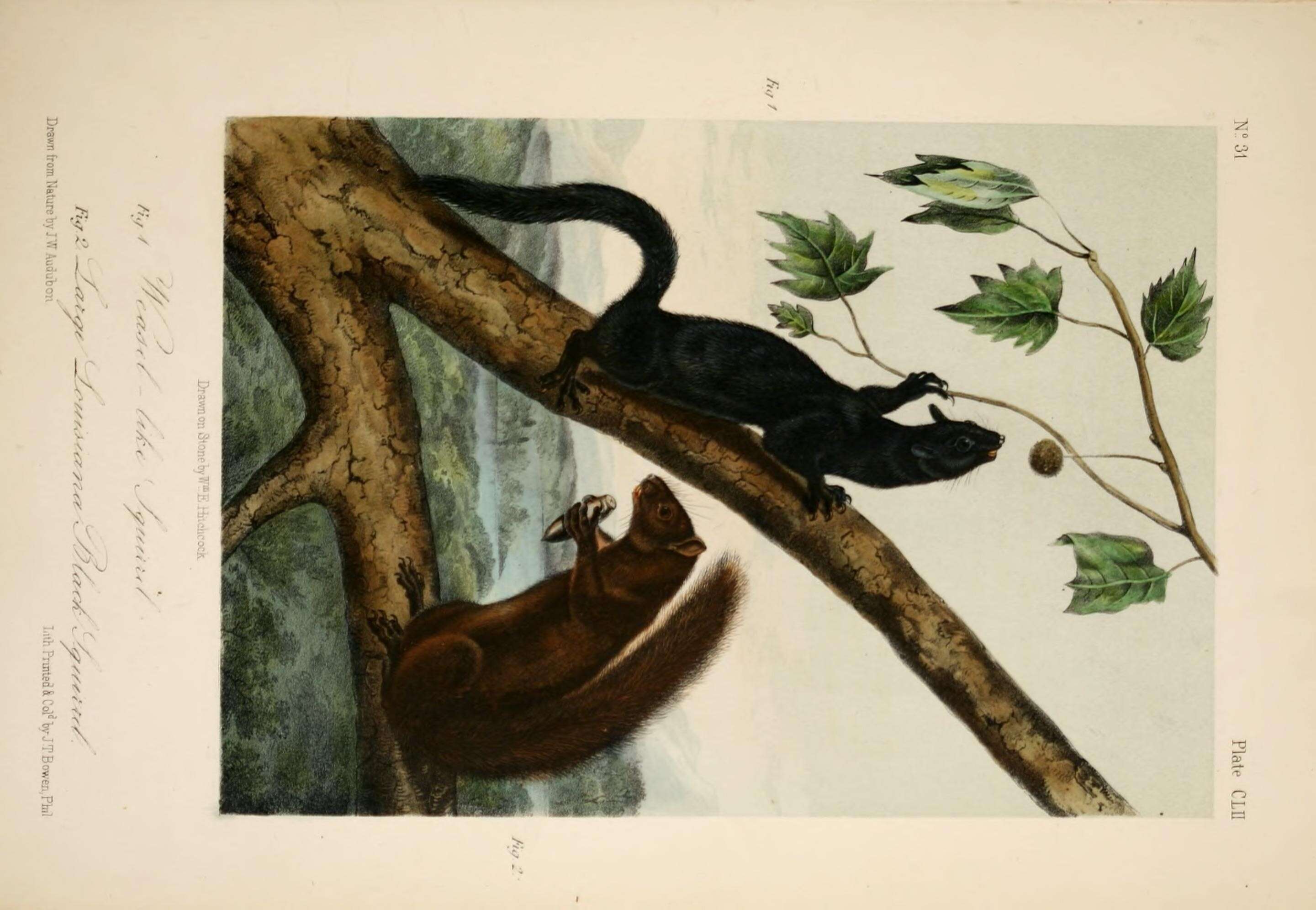 Image de Sciurus aureogaster F. Cuvier 1829