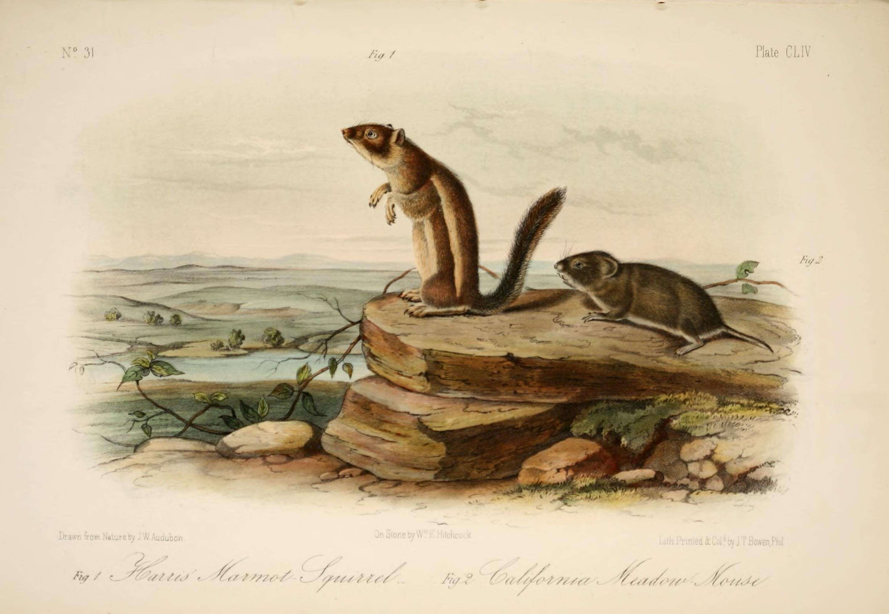 Image de Ammospermophilus harrisii (Audubon & Bachman 1854)