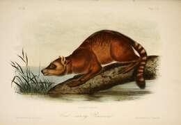 Image of Crab-eating Raccoon