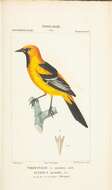 Image of Altamira Oriole