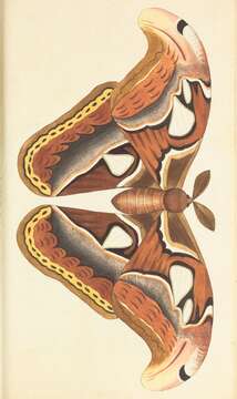 Image of atlas moth