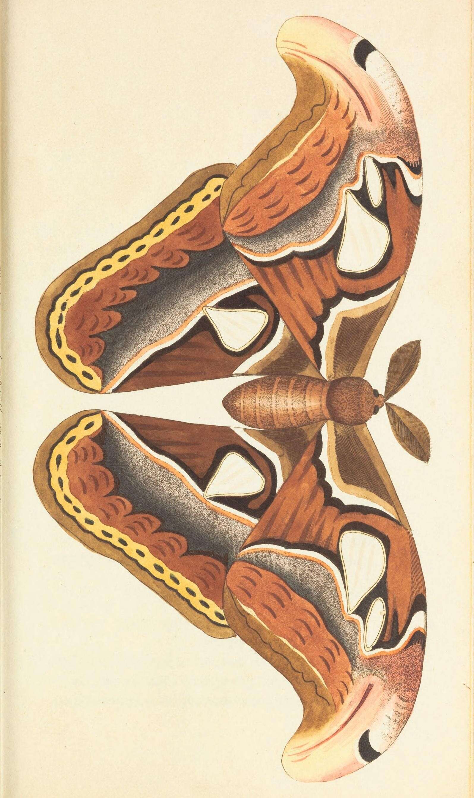 Image de Attacus atlas (Linnaeus 1758)