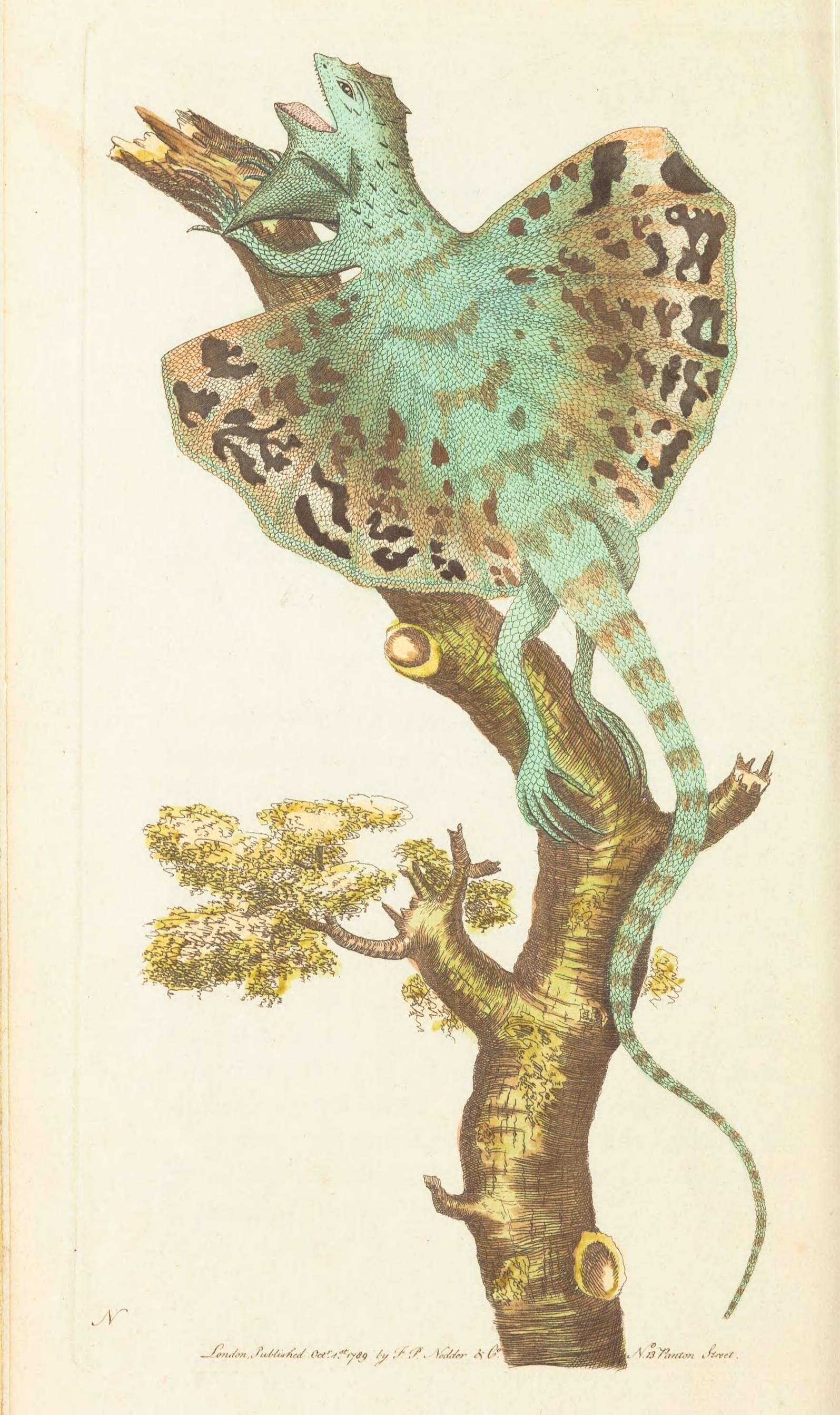 Sivun Draco volans Linnaeus 1758 kuva