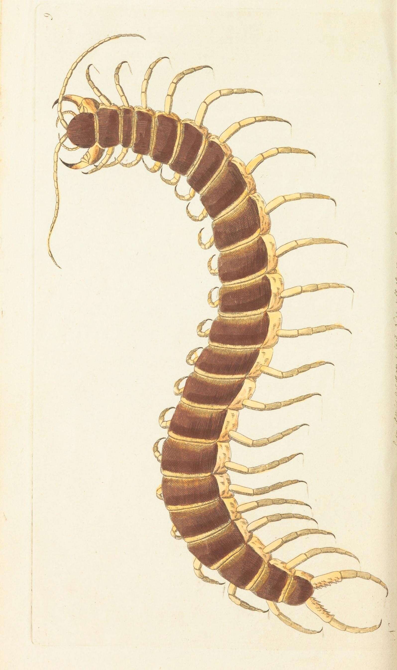 Image of Scolopendra Linnaeus 1758