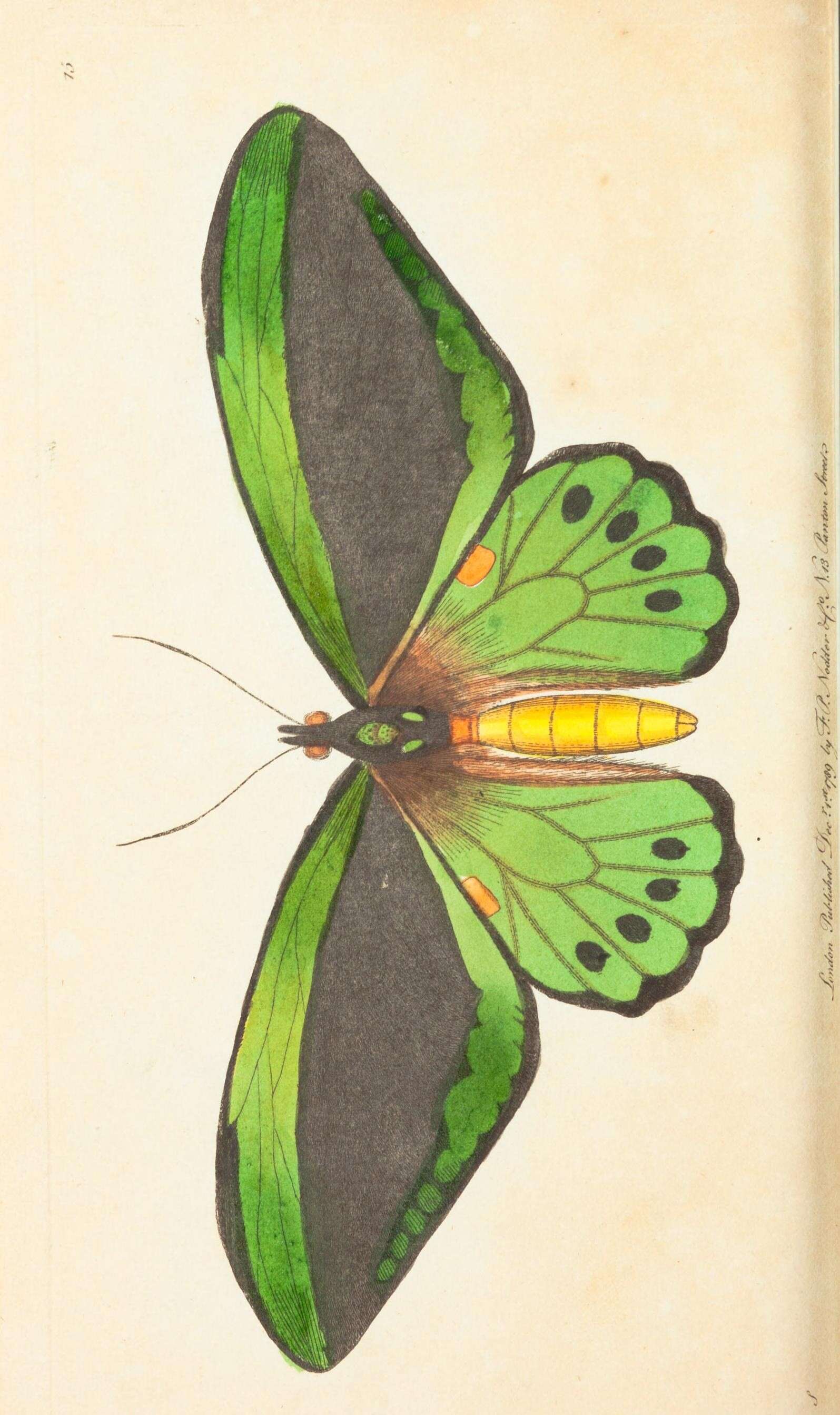 Sivun Ornithoptera priamus (Linnaeus 1758) kuva