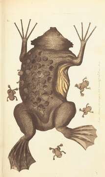 Image of Surinam toad