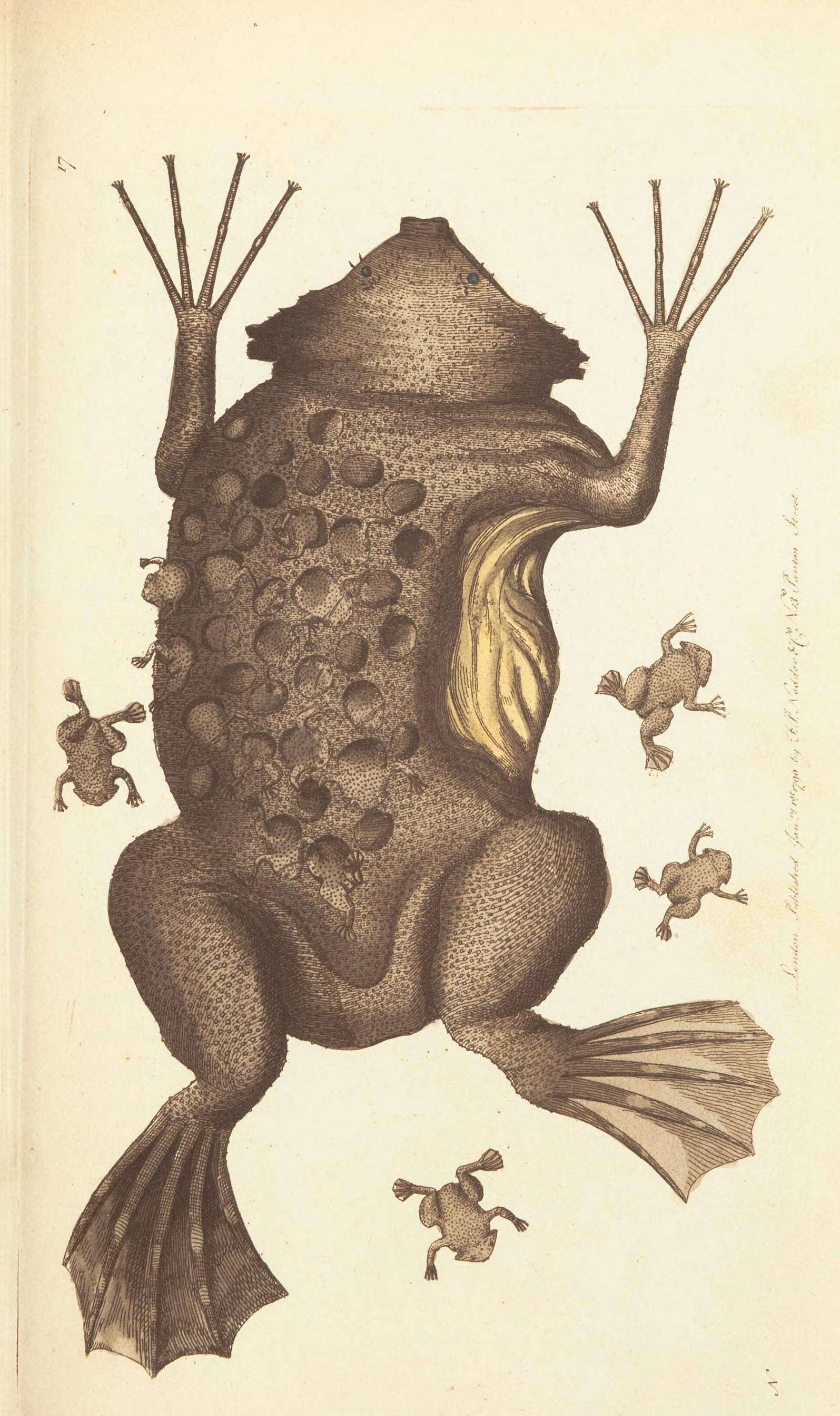 Image de Pipa Laurenti 1768
