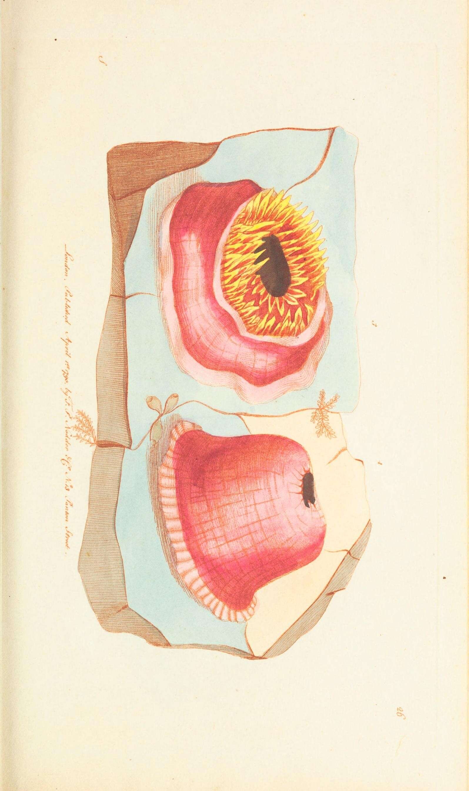 Image de Actinia Linnaeus 1767