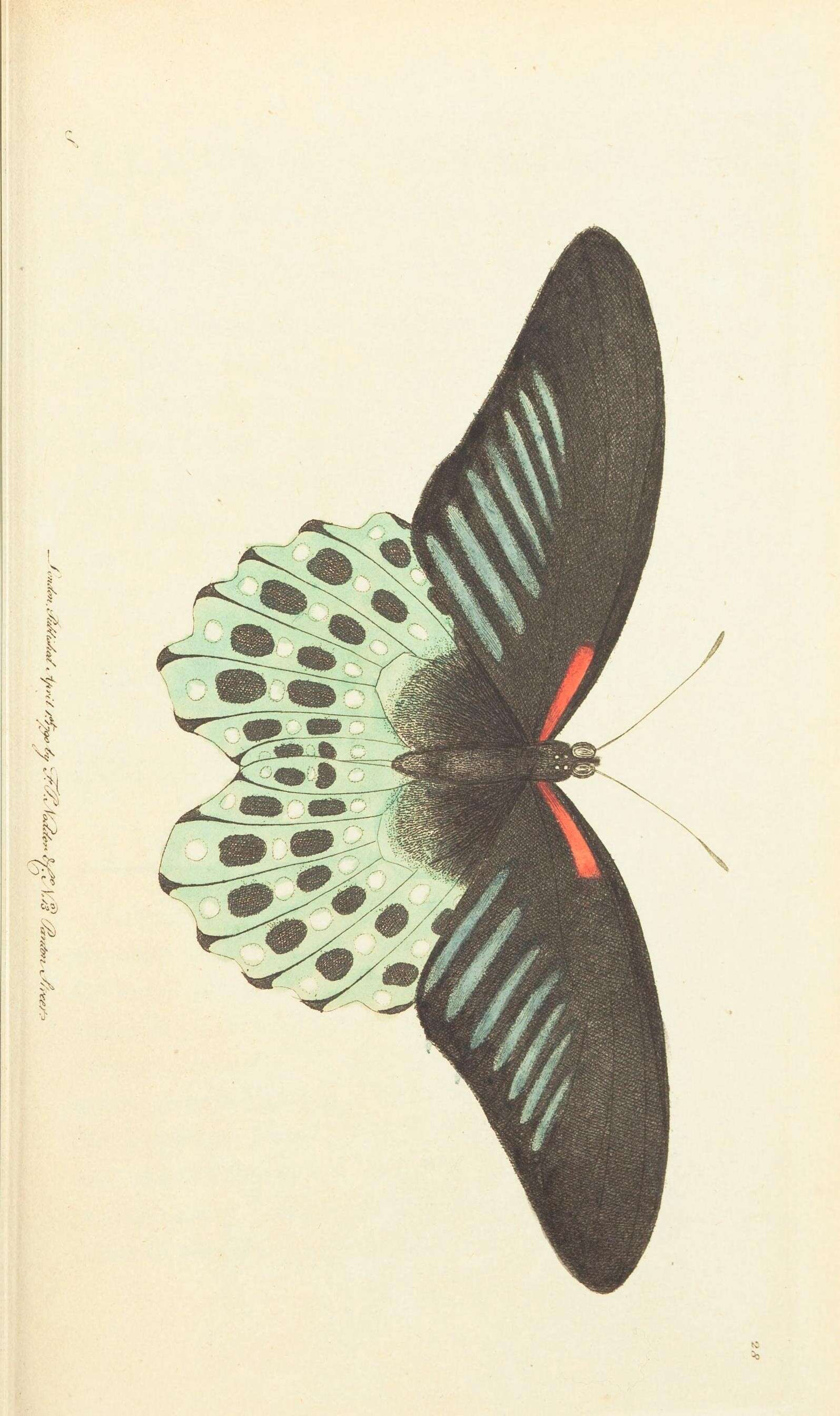 Sivun Papilio polymnestor Cramer (1775) kuva
