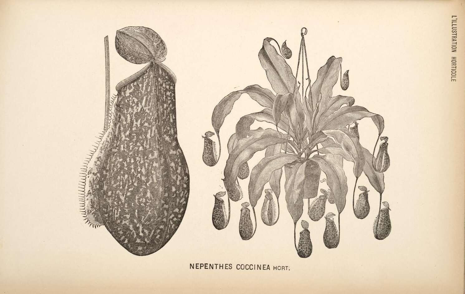 Image of tropical pitcher plants