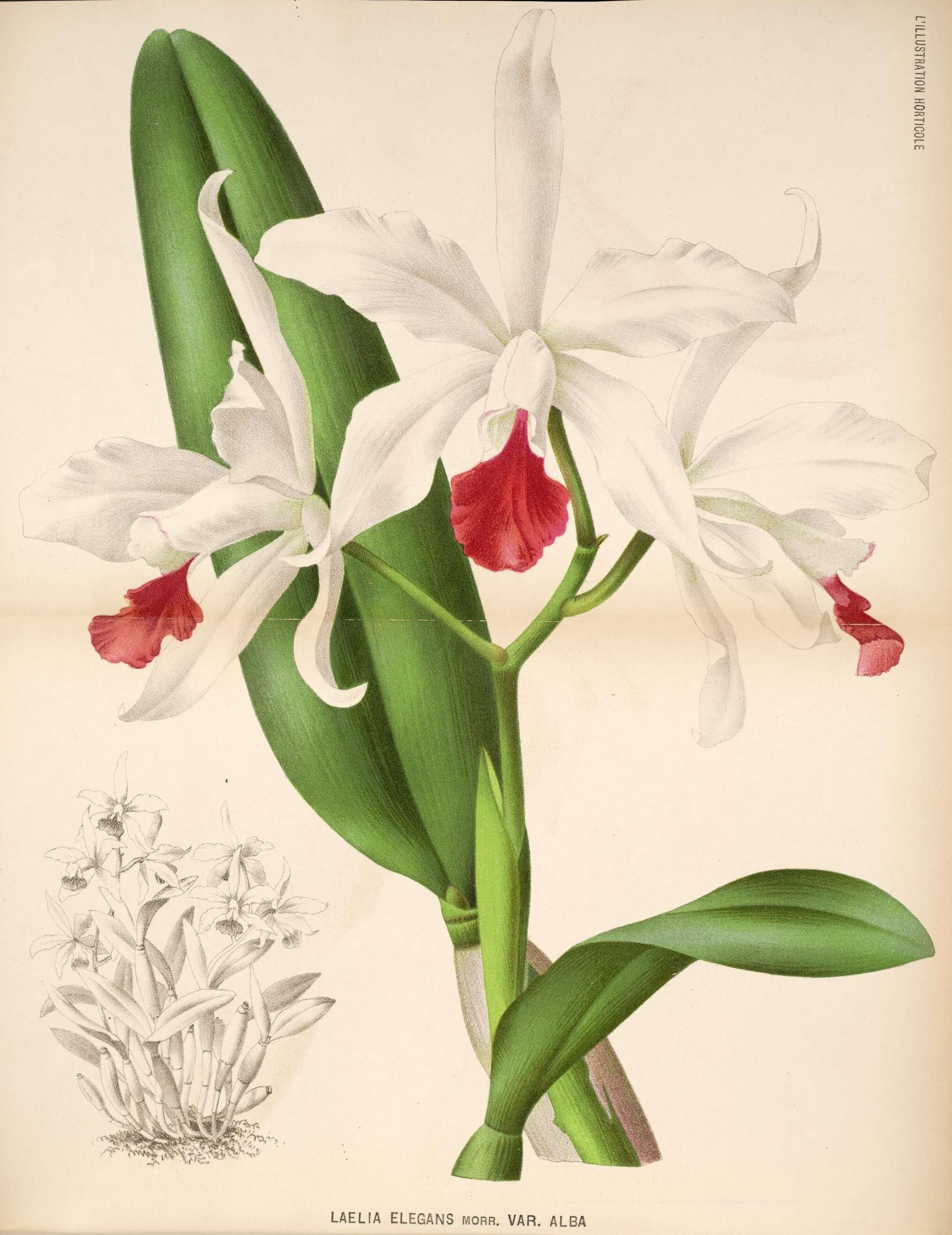 Image of Cattleya elegans C. Morren