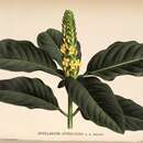 Sivun Aphelandra bahiensis (Nees) D. C. Wassh. kuva