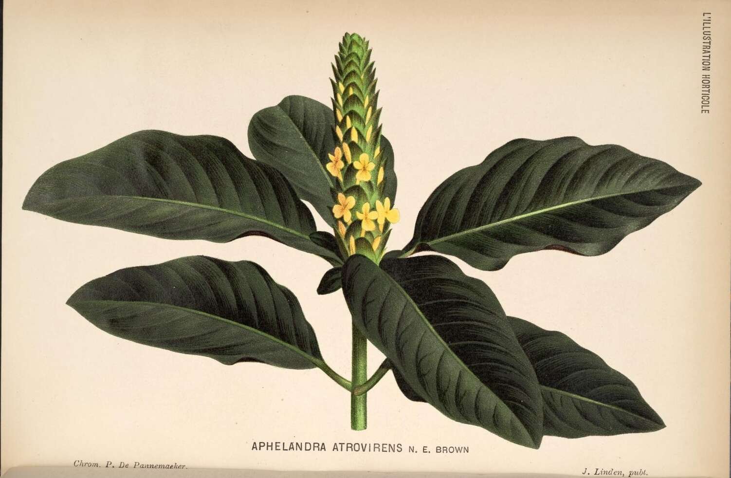 Image of Aphelandra bahiensis (Nees) D. C. Wassh.