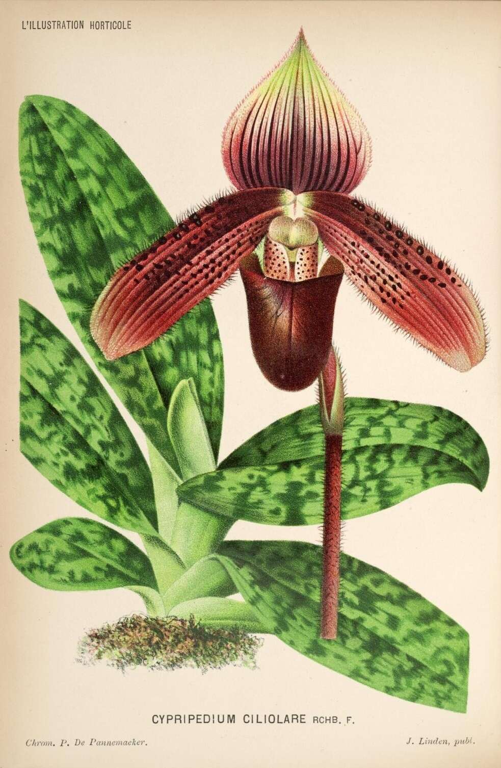 Image de Paphiopedilum ciliolare (Rchb. fil.) Stein