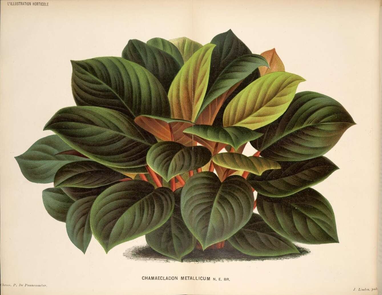 Image of Homalomena metallica (N. E. Br.) Engl.