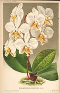 Image of Orchid