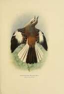 Image of White-banded Mockingbird