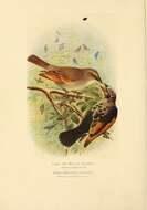 Image of Agelaioides Cassin 1866