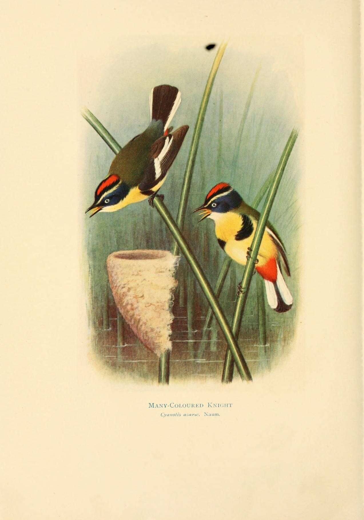 Image of Tachuris Lafresnaye 1836