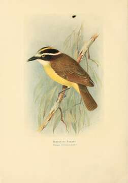 Image of Pitangus Swainson 1827