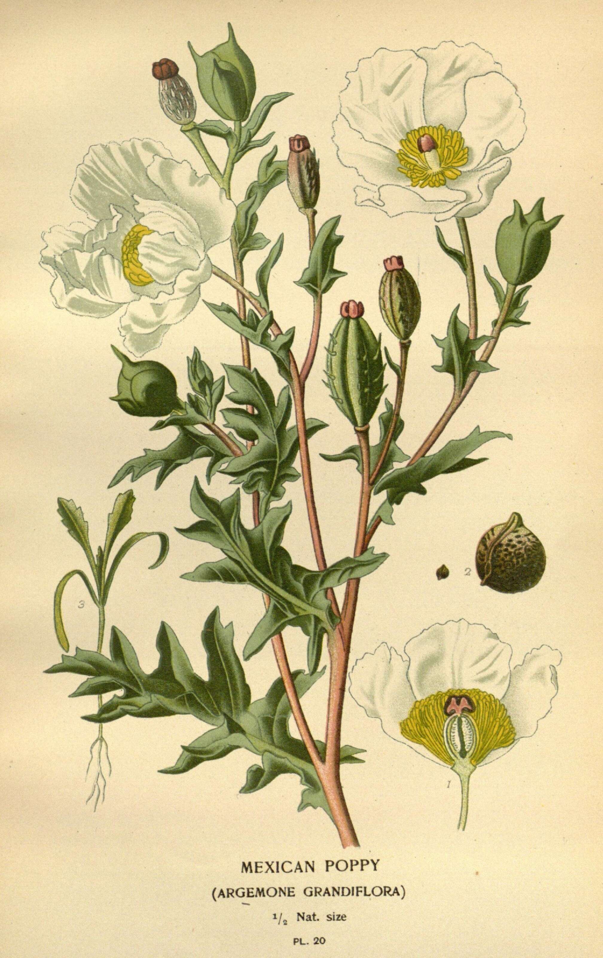 Image of Mexican pricklypoppy