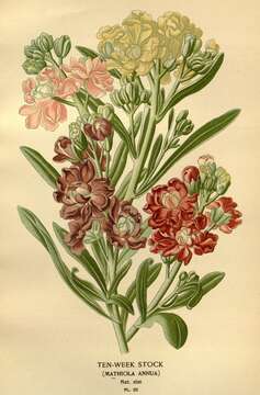 Слика од Matthiola incana (L.) W. T. Aiton