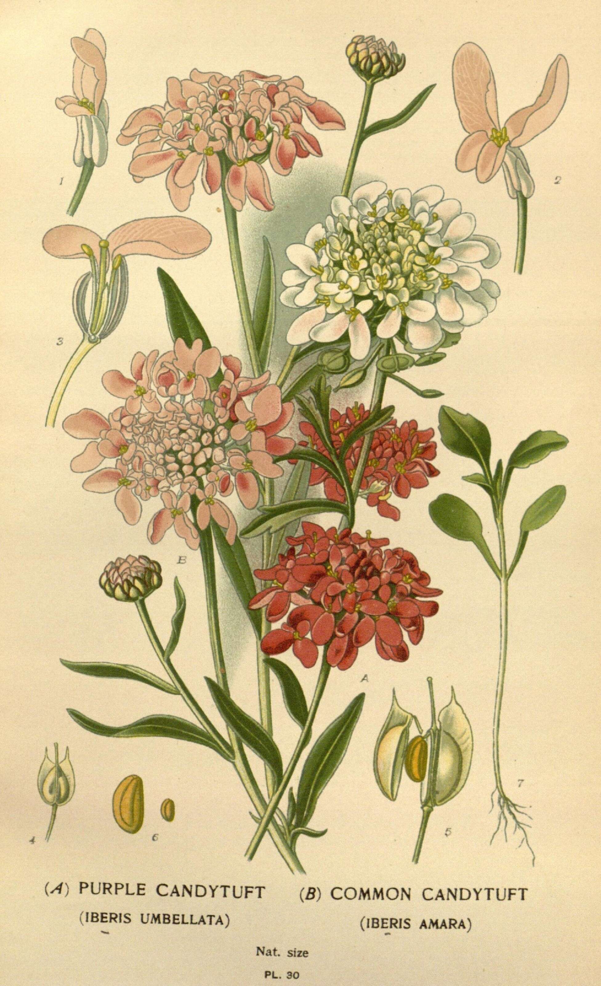 Image of annual candytuft