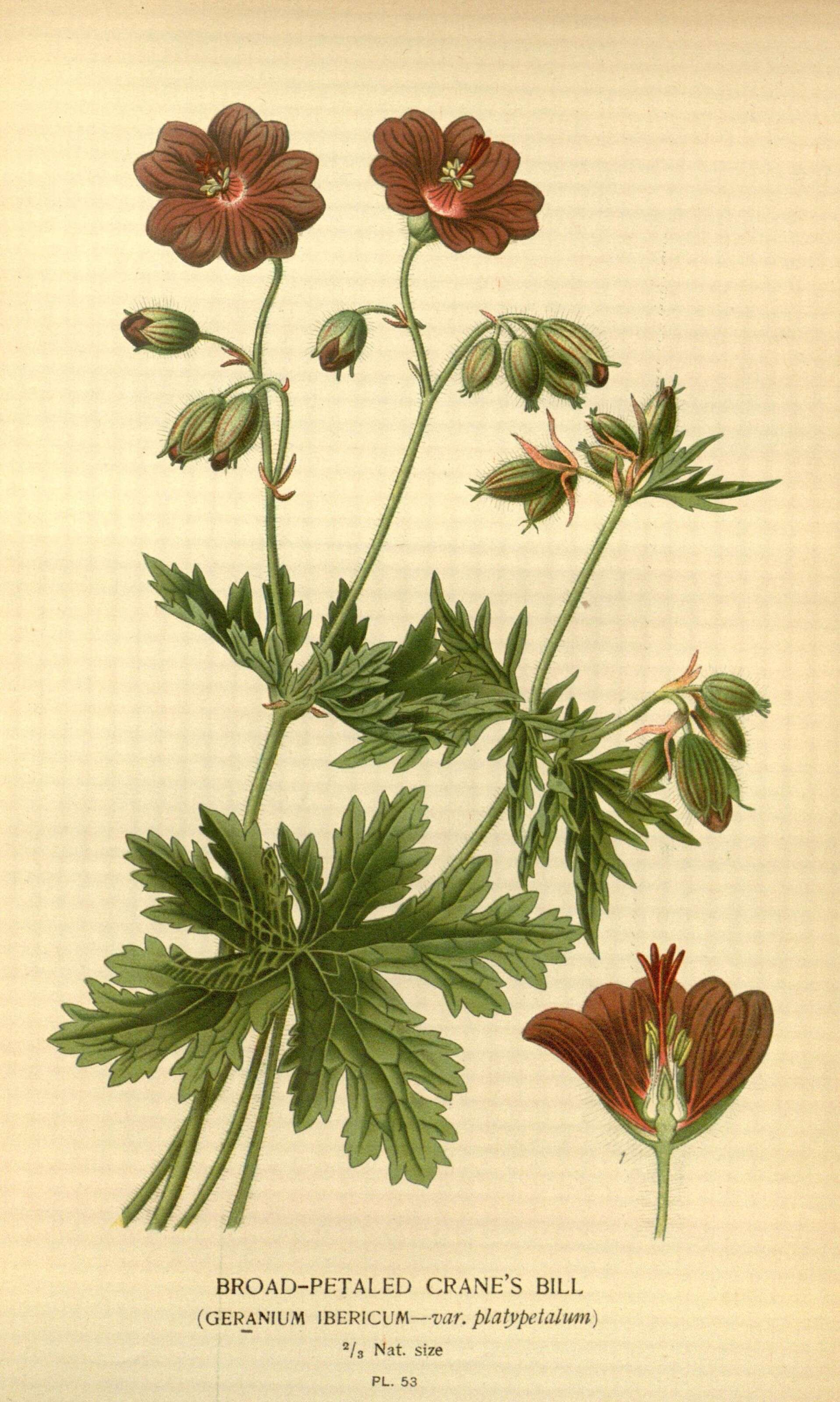 Image of Iberian geranium