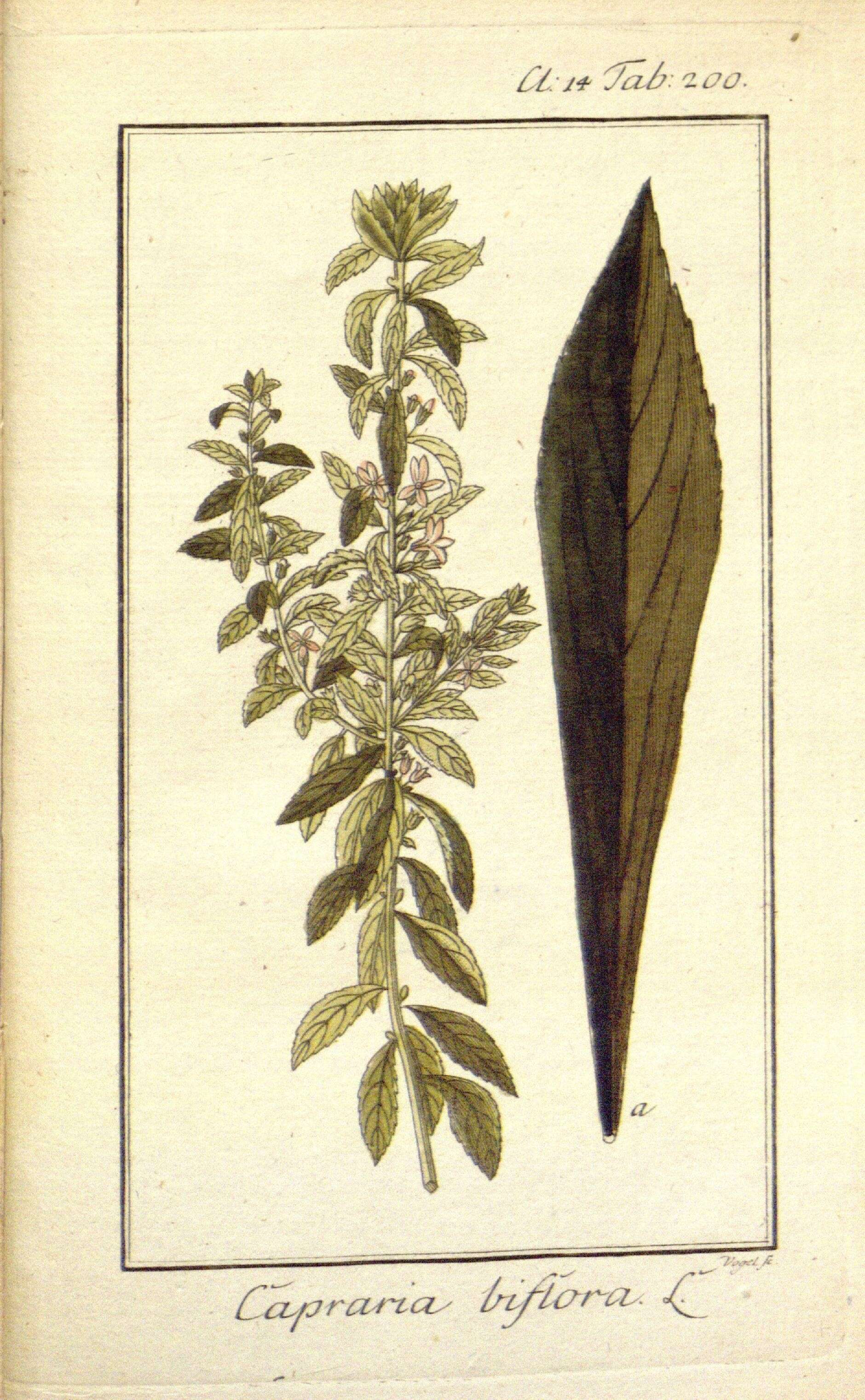 Image of Goatweed