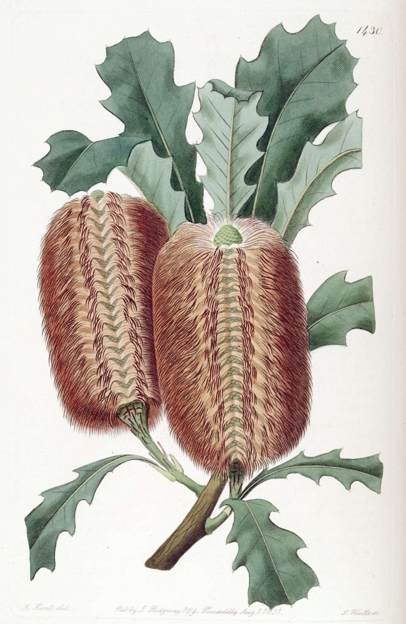 Image of Oak-leaved Banksia