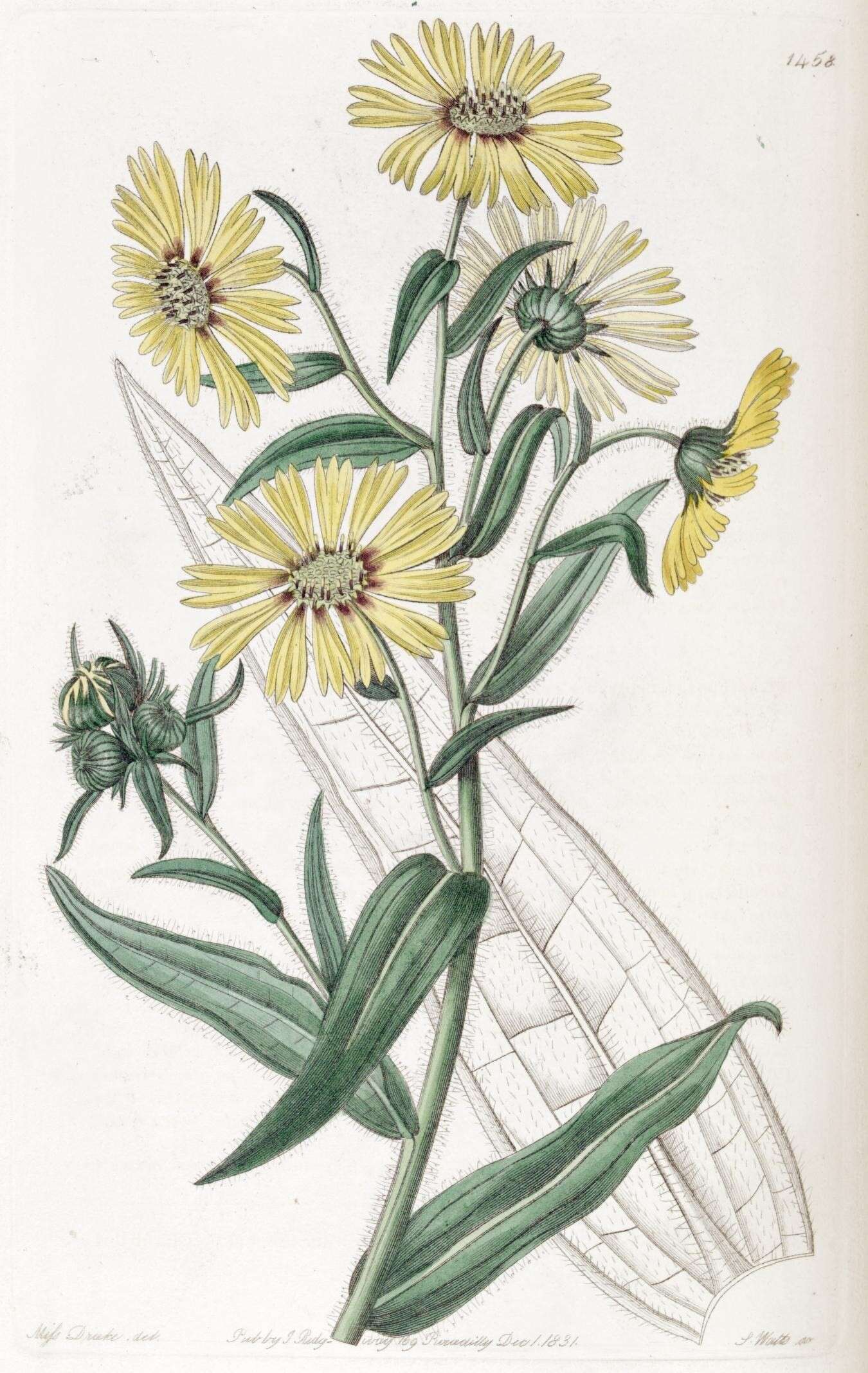 Слика од Madia elegans D. Don