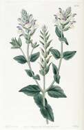 Image of Alpine Skullcap