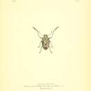 Image of Doticus palmaris Pascoe 1882