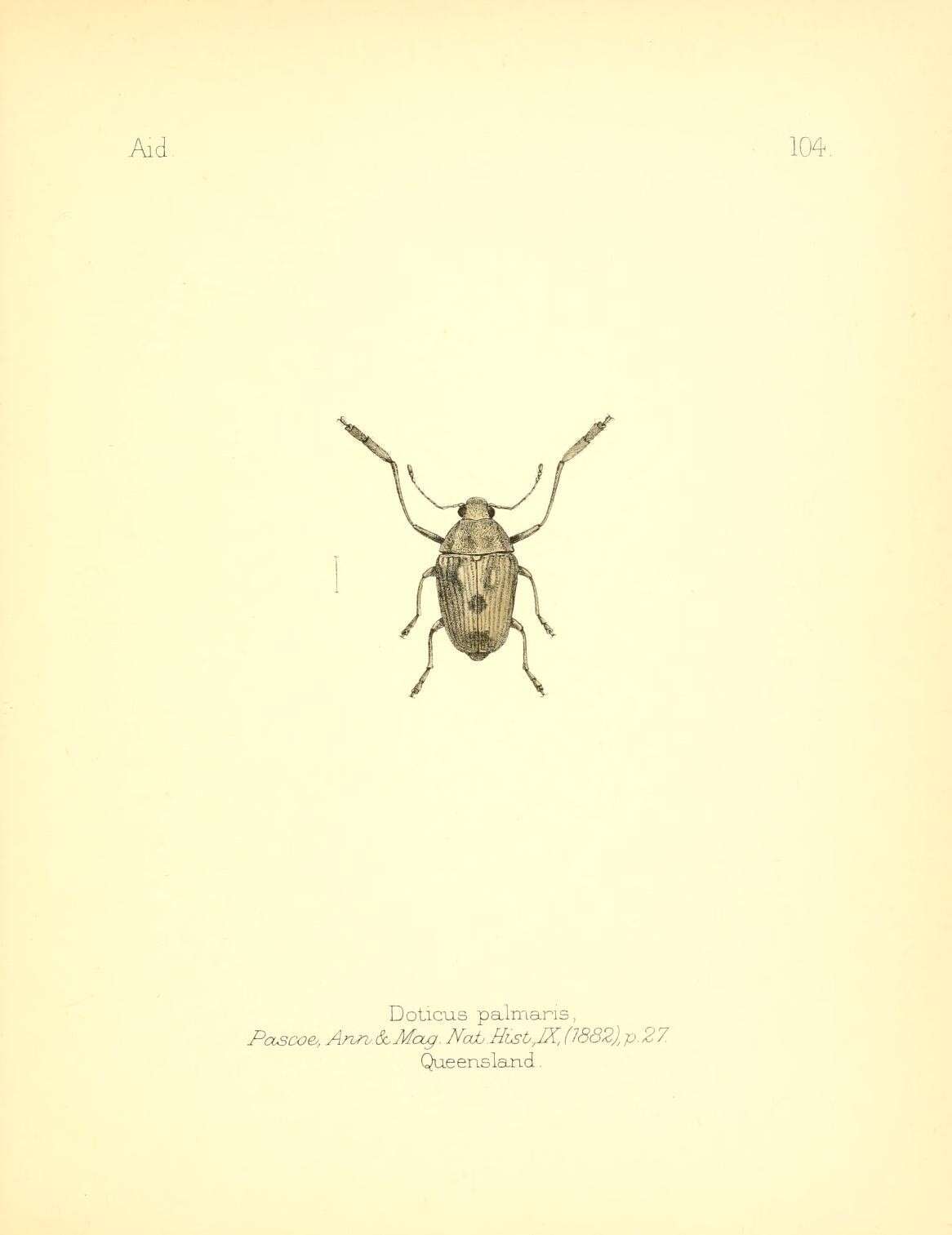 Image of Doticus palmaris Pascoe 1882