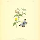 Image of Lycaena iburiensis Butler 1881