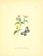 Image de Lycaena iburiensis Butler 1881
