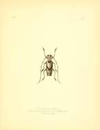 Sivun Potemnemus testator (Pascoe 1866) kuva