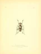 Potemnemus testator (Pascoe 1866) resmi