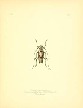 Image of Potemnemus testator (Pascoe 1866)