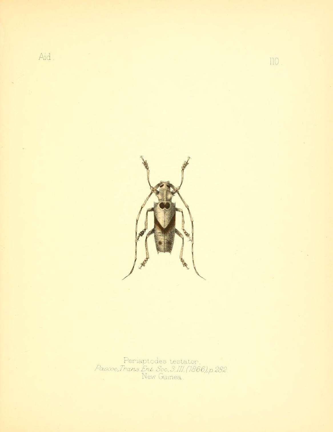 Sivun Potemnemus testator (Pascoe 1866) kuva