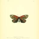 Image of Campylotes atkinsoni Moore 1879